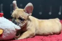 Desmond , a male French Bulldog for sale in Sturgis, MI – 2 of 10