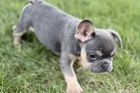 Zola, a female French Bulldog for sale in Sturgis, MI – 2 of 10