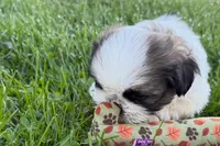 Guy, a male Shih Tzu for sale in Sturgis, MI – 7 of 10