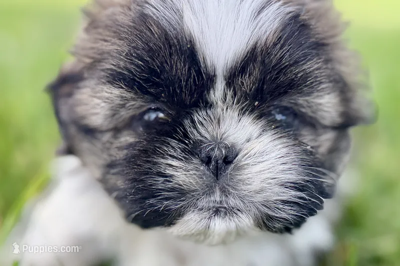 Violet – Shih Tzu puppy for sale in Sturgis, MI
