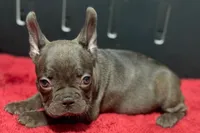 Donna , a female French Bulldog for sale in Sturgis, MI – 9 of 10