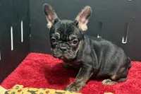 Yarma , a female French Bulldog for sale in Sturgis, MI – 6 of 10