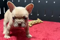 Leo, a male French Bulldog for sale in Sturgis, MI – 3 of 9
