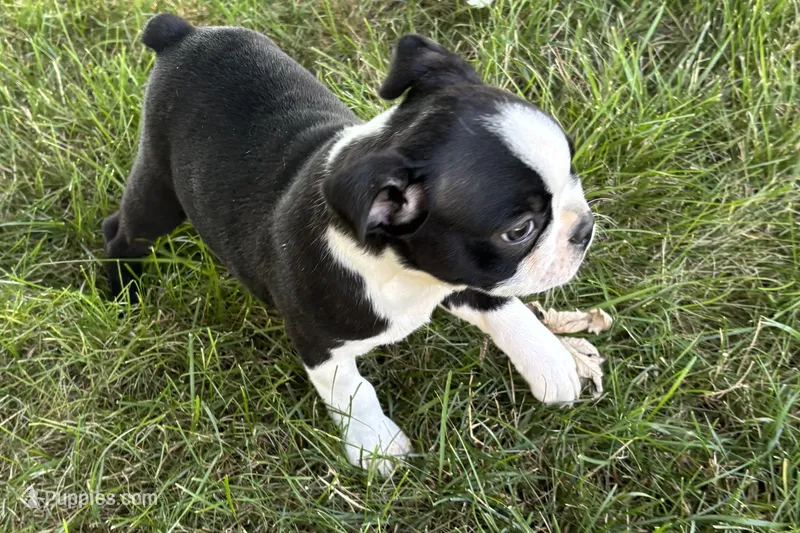 Davy – Boston Terrier puppy for sale in Sturgis, MI