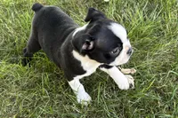 Davy, a male Boston Terrier for sale in Sturgis, MI – 1 of 6