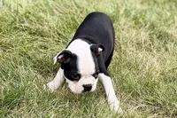 Nyla, a female Boston Terrier for sale in Sturgis, MI – 7 of 10