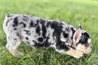 Abby, a female French Bulldog for sale in Sturgis, MI – 8 of 9