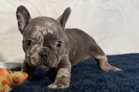 Flower, a female French Bulldog for sale in Sturgis, MI – 9 of 10