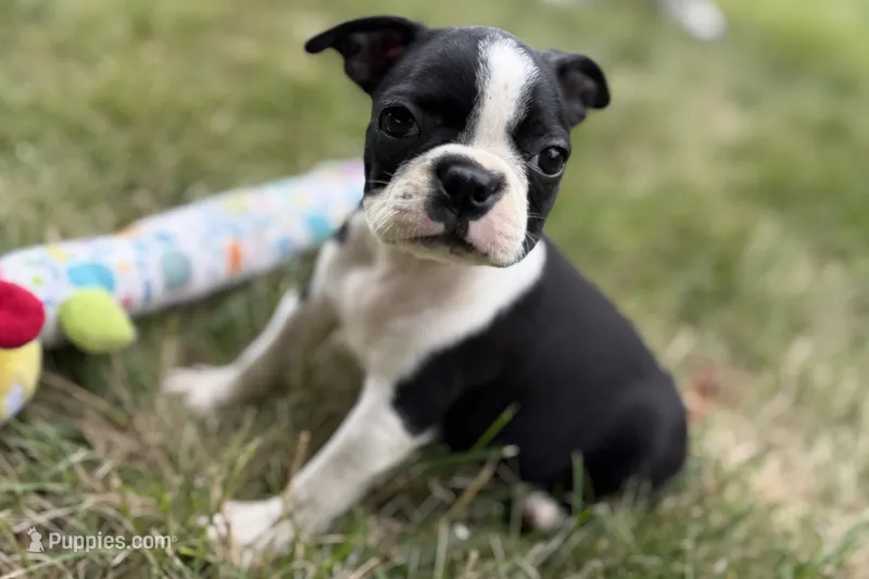 Nessa  – Boston Terrier puppy for sale in Sturgis, MI
