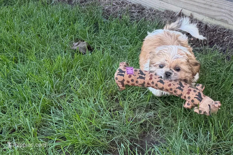 Ivona  – Shih Tzu puppy for sale in Sturgis, MI