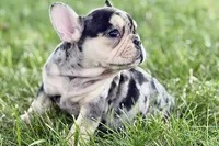 Abby, a female French Bulldog for sale in Sturgis, MI – 5 of 9