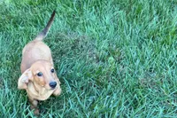 Mavey, a female Dachshund for sale in Sturgis, MI – 7 of 10