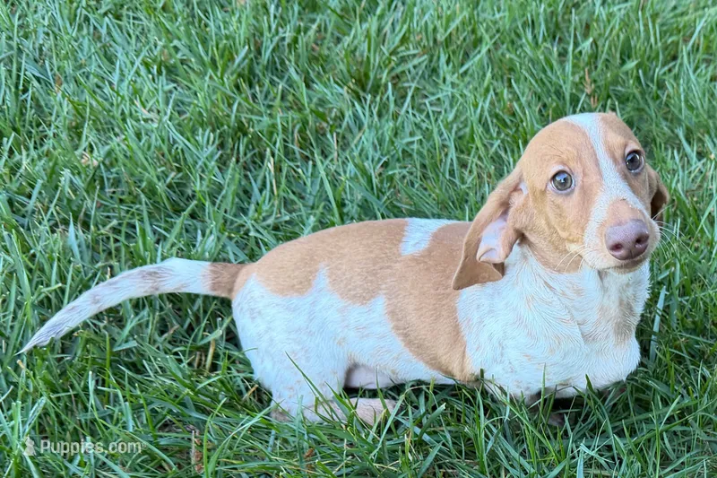 Master – Dachshund puppy for sale in Sturgis, MI