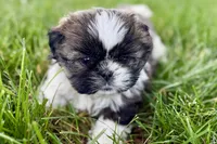Violet, a female Shih Tzu for sale in Sturgis, MI – 6 of 10