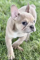 Flutter, a female French Bulldog for sale in Sturgis, MI – 2 of 10