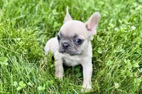 Jade, a female French Bulldog for sale in Sturgis, MI – 8 of 9