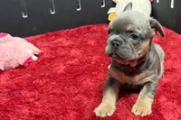 Willy , a male French Bulldog for sale in Sturgis, MI – 9 of 9
