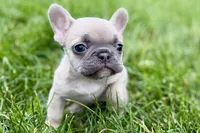 Jade, a female French Bulldog for sale in Sturgis, MI – 8 of 9
