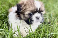 Vivi, a female Shih Tzu for sale in Sturgis, MI – 5 of 10