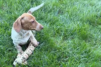 Master, a female Dachshund for sale in Sturgis, MI – 7 of 9