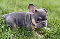 Zola, a female French Bulldog for sale in Sturgis, MI – 3 of 10