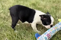 Nova, a female Boston Terrier for sale in Sturgis, MI – 8 of 9