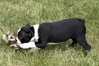 Lucy, a female Boston Terrier for sale in Sturgis, MI – 5 of 9