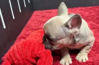 Wendy, a female French Bulldog for sale in Sturgis, MI – 7 of 10