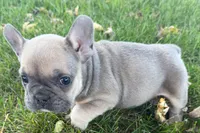 Nelly, a female French Bulldog for sale in Sturgis, MI – 8 of 10