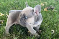 Nelly, a female French Bulldog for sale in Sturgis, MI – 3 of 10