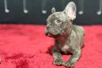 Dexter, a male French Bulldog for sale in Sturgis, MI – 8 of 10