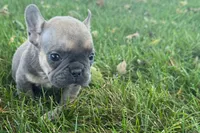 Nina, a female French Bulldog for sale in Sturgis, MI – 3 of 8