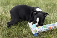 Lexi, a female Boston Terrier for sale in Sturgis, MI – 2 of 8