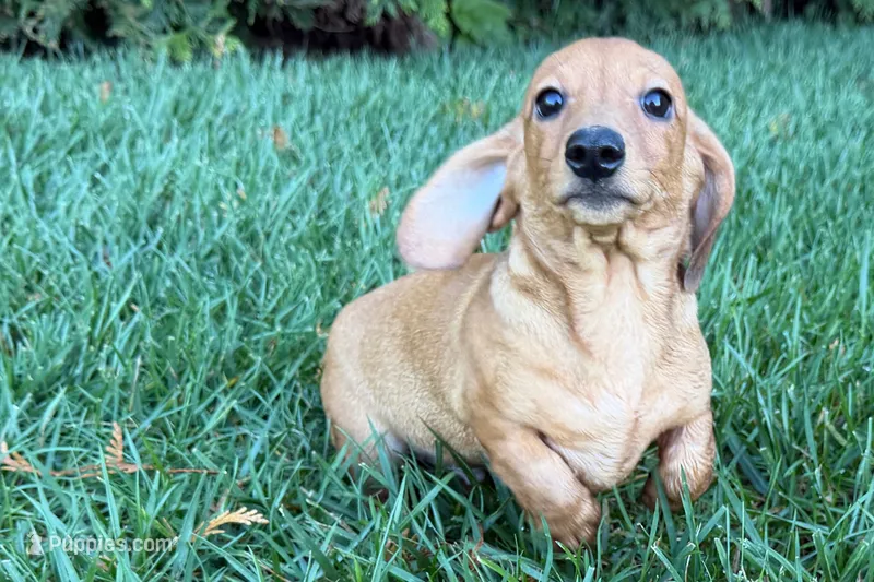 Mavey – Dachshund puppy for sale in Sturgis, MI