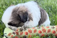 Guy, a male Shih Tzu for sale in Sturgis, MI – 3 of 10