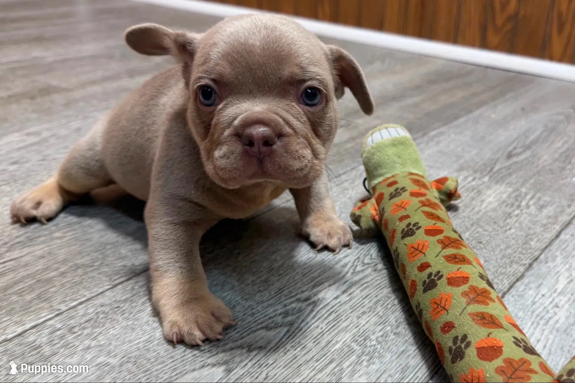 Pistol, a male French Bulldog for sale in Sturgis, MI – 1 of 10