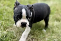 Nico, a female Boston Terrier for sale in Sturgis, MI – 5 of 9