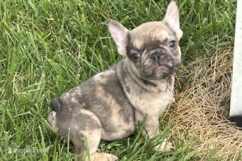 April – French Bulldog puppy for sale in Sturgis, MI