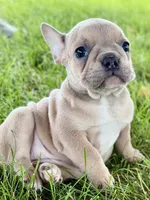 Flutter, a female French Bulldog for sale in Sturgis, MI – 5 of 10