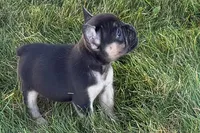 Coco, a female French Bulldog for sale in Sturgis, MI – 3 of 9