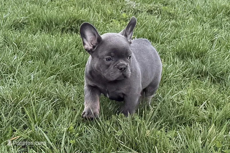 Ace – Frenchton puppy for sale in Sturgis, MI