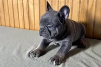 Ace, a male Boston Terrier and French Bulldog for sale in Sturgis, MI – Photo 9 of 9