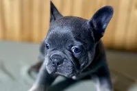 Ace, a male Boston Terrier and French Bulldog for sale in Sturgis, MI – Photo 4 of 9