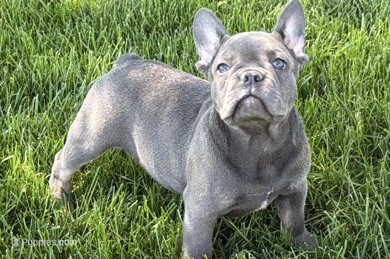 Ace – Frenchton puppy for sale in Sturgis, MI