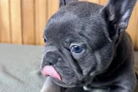 Ace, a male Boston Terrier and French Bulldog for sale in Sturgis, MI – Photo 5 of 9