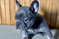 Ace, a male Boston Terrier and French Bulldog for sale in Sturgis, MI – Photo 7 of 9