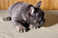 Ace, a male Boston Terrier and French Bulldog for sale in Sturgis, MI – Photo 3 of 9