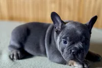 Ace, a male Boston Terrier and French Bulldog for sale in Sturgis, MI – Photo 8 of 9