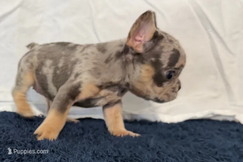 Fern – French Bulldog puppy for sale in Sturgis, MI