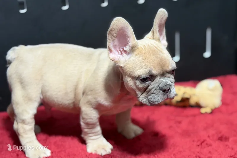 Wesley  – French Bulldog puppy for sale in Sturgis, MI